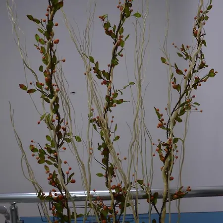 Nova Citrus فندق 2*