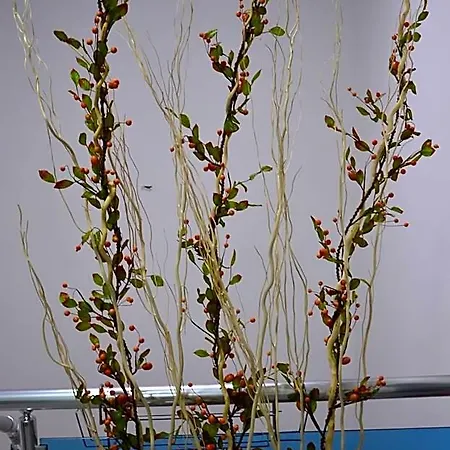 Nova Citrus
